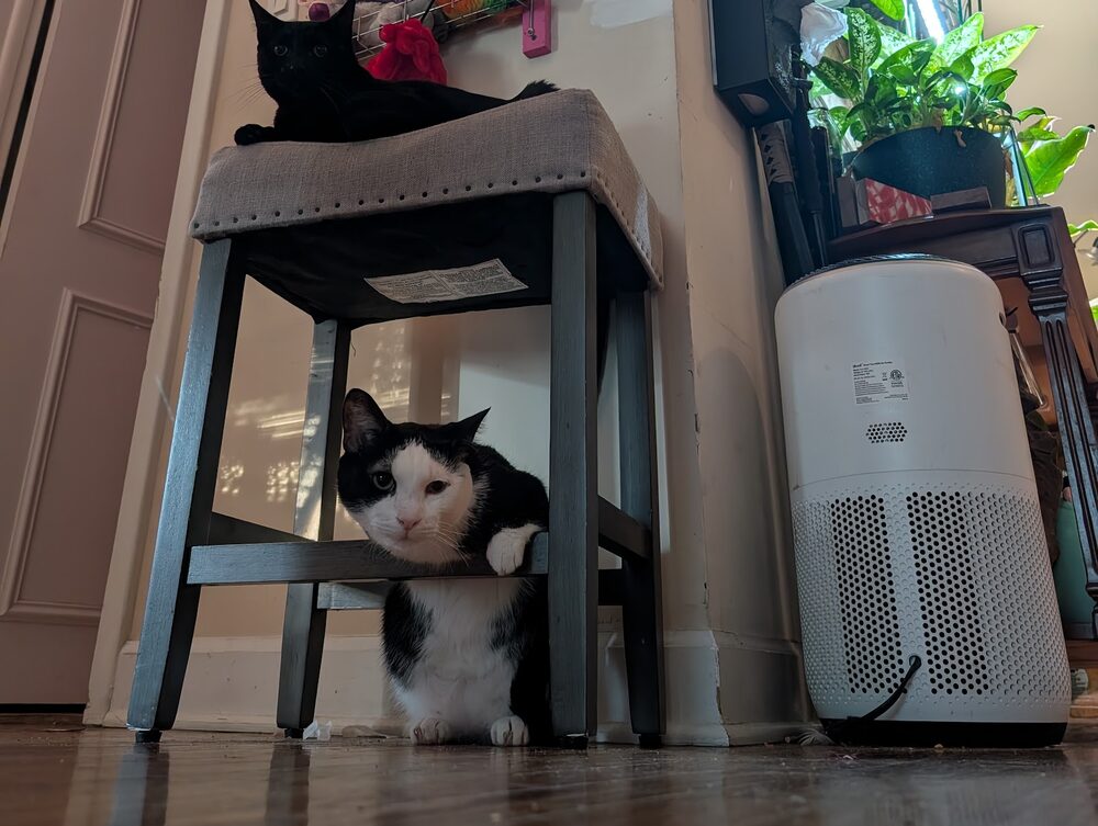 Max’s cats: Biscuit on top of a stool, Shay peeking out from under it