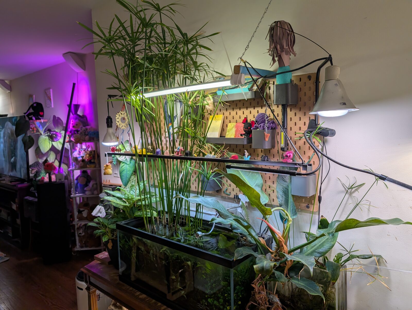 Max’s planted aquarium under grow lights, with papyrus growing up past a pegboard shelf of plants and kids’ art