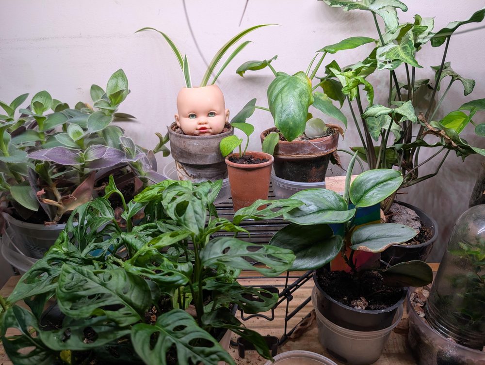 Max’s houseplant shelf under grow lights, with a spider plant growing out of a doll-head planter